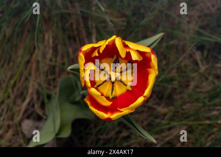 Tulipa Gattung Liliaceae Familie Magnoliophyta Tulpengarten Blumen Fotografie, Bild, Tapete Stockfoto