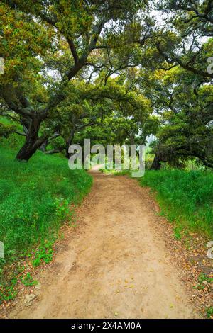 Küsteneichen (Quercus agrifolia) im Harmon Canyon Preserve, Ventura, Kalifornien, USA Stockfoto