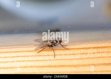 Musca autumnalis Gattung Musca Familie Muscidae Gesicht Fliege wilde Natur Insekten Fotografie, Bild, Tapete Stockfoto