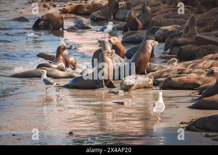 Seelöwen liegen und sitzen am Wasser in Küstenhabitat bei Sonnenuntergang Stockfoto