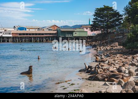 Ruhige Küstenszene mit Seelöwen am Sandstrand, Kalifornien. Stockfoto