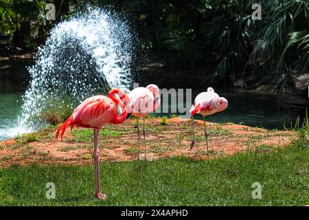 Flamingos in der Nähe des Wasserrandes mit Wasserspritzern in Florida USA Beschreibung66/ Stockfoto