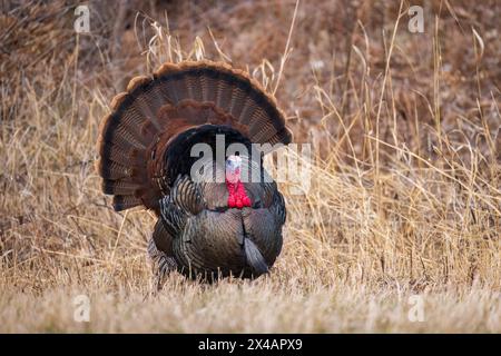 Tom truthahn stürzt im Norden von Wisconsin. Stockfoto