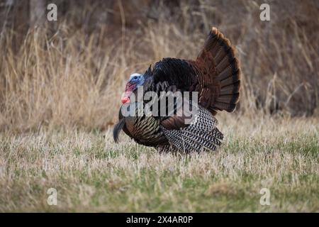 Tom Türkei in Nordwisconsin. Stockfoto