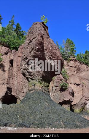 Der Hopewell Rock stapelt sich bei Ebbe. Der Felsturm wird auch Blumentopf genannt. Basis eines Blumentopfes, der mit Algen bedeckt ist. Stockfoto