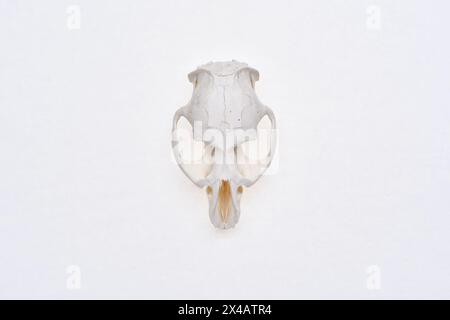 Hase Schädel Draufsicht auf weißem Hintergrund. Nagetier - Lepus timidus. Kleine Tierkopfknochen. Stockfoto