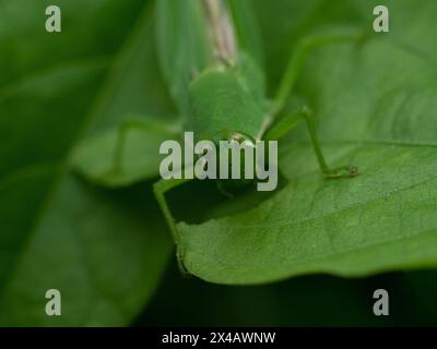 Atractomorpha crenulata oder Tabak-Heuschrecken, einer der Schädlinge, die auf grünen Blättern zu sehen ist, die Blätter essen, auf denen es getestet wird Stockfoto