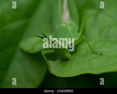 Atractomorpha crenulata oder Tabak-Heuschrecken, einer der Schädlinge, die auf grünen Blättern zu sehen ist, die Blätter essen, auf denen es getestet wird Stockfoto