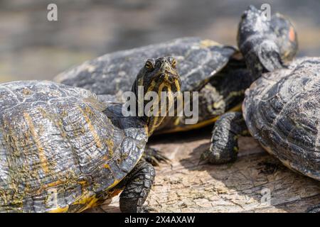 Neugierige Gelbbauchschildkröte, die sich auf Baumkurven sonnt und in die Kamera blickt Stockfoto