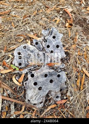 Ungewöhnlicher Holzstumpf von einem alten Baum, der aussieht wie eine Skulptur, Kunst in der Natur Stockfoto