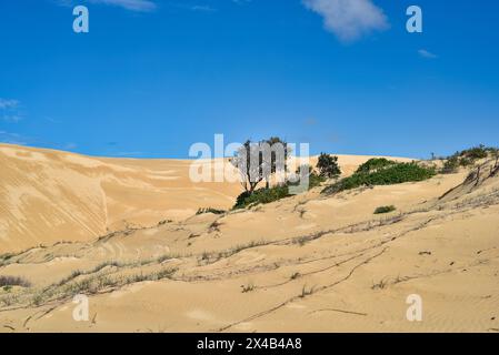 Riesige Sanddünen entlang der Küste Australiens Stockfoto