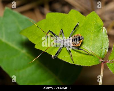 Nordamerikanische Radkäfer-Nymphe (Arilus cristatus) Insektenbeschaffenheit Frühjahrsblattschädlingsbekämpfung. Stockfoto