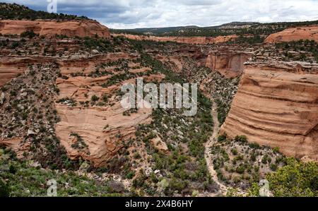 Mai 2024: Saftige Grüntöne aus Pinyon, wacholder und Salbei heben das satte Rot der tiefen Canyonwände im Colorado National Monument in Grand Junction, Colorado hervor. (Bild: © Larry Clouse/Csm/Cal Sport Media) Stockfoto