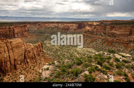 Mai 2024: Saftige Grüntöne aus Pinyon, wacholder und Salbei heben das satte Rot der tiefen Canyonwände im Colorado National Monument in Grand Junction, Colorado hervor. Stockfoto