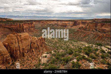 Mai 2024: Saftige Grüntöne aus Pinyon, wacholder und Salbei heben das satte Rot der tiefen Canyonwände im Colorado National Monument in Grand Junction, Colorado hervor. Stockfoto