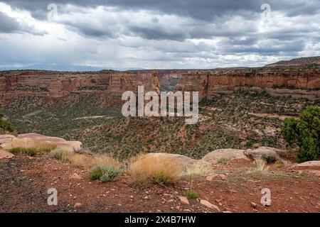 Mai 2024: Saftige Grüntöne aus Pinyon, wacholder und Salbei heben das satte Rot der tiefen Canyonwände im Colorado National Monument in Grand Junction, Colorado hervor. Stockfoto