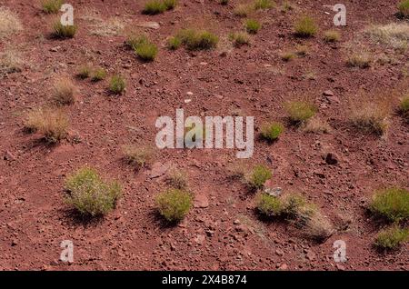 Moab, Utah, USA. Mai 2024. Biocrust ist ein fragiler, lebendiger Wüstenboden, der in dramatischen Hochwüsten- und Canyonlandschaften in der Nähe von Moab, Utah, gefunden wird. Quelle: csm/Alamy Live News Stockfoto