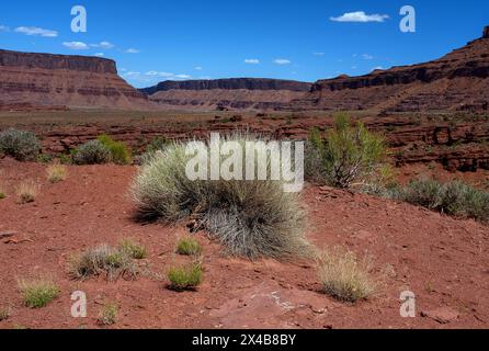Moab, Utah, USA. Mai 2024. Satte natürliche Farben ergänzen das tiefe Rot von Castle Velley in dramatischer Hochwüsten- und Canyonlandschaft in der Nähe von Moab, Utah. Quelle: csm/Alamy Live News Stockfoto