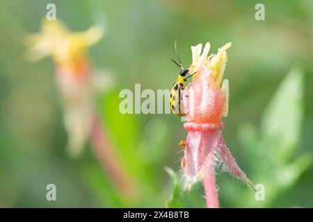 Ein gefleckter Gurkenkäfer, Diabrotica undecimpunctata, isst eine Wildblume auf einer Frühlingswiese. Stockfoto