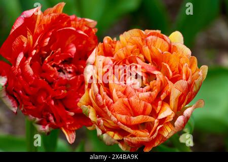 Zwei Tulpen im Garten im Zentrum der Park Avenue in Manhattan, New York Stockfoto