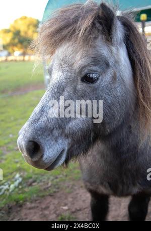 Kleines graues Pferd, Shetland-Pony, Nahaufnahme von Kopf und Mähne, Porträt eines Tieres, grast auf grünem Gras, süßes Tier Stockfoto