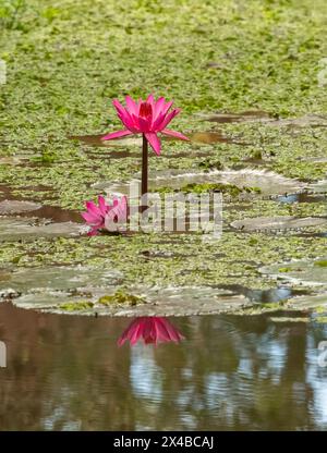 Rosafarbene Lilienblüte wächst im Wasser und grüne Blätter Hintergrund, Blume schwimmt auf der Wasseroberfläche in Queensland, Australien. Stockfoto