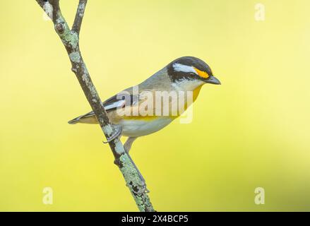 Der quergestreifte Pardalote (Pardalotus striatus) kleiner bunter gelber und schwarzer Vogel, der sich von Insekten und Insektenlarven in Eukalyptusbäumen ernährt. Stockfoto