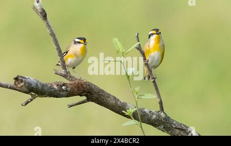 Der quergestreifte Pardalote (Pardalotus striatus) kleiner bunter gelber und schwarzer Vogel, der sich von Insekten und Insektenlarven in Eukalyptusbäumen ernährt. Stockfoto