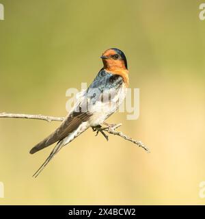 Die Willkommensschwalbe (Hirundo neoxena) in Metallic-Farbe, die schnell fliegt, hockt in Queensland, Australien. Stockfoto