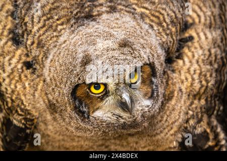 Junge große gehörnte Eule (Bubo Virginianus) Stockfoto