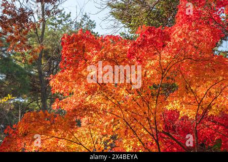 Seoul Südkorea, rotes Ahornblatt im Samcheong Park in der Herbstsaison Stockfoto