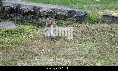 Wilde lebende Affen im angor Wat Tempel Stockfoto