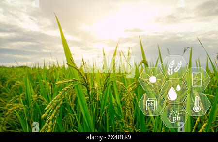 Intelligente Landwirtschaft mit moderner Technologie für nachhaltige Verfahren. Reisfarm. Smart-Farming-Konzept. Nachhaltige Landwirtschaft. Präzisionslandwirtschaft. Stockfoto
