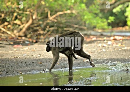 Ein Kamm-Makaken (Macaca nigra) springt, als er einen Bach im Tangkoko-Wald in Nord-Sulawesi, Indonesien überquert. Der Klimawandel ist einer der wichtigsten Faktoren, die die biologische Vielfalt weltweit mit alarmierender Geschwindigkeit beeinflussen, so ein Team von Wissenschaftlern unter der Leitung von Antonio acini Vasquez-Aguilar in ihrem Artikel vom März 2024 über environ Monit Assessment. Die International Union for Conservation of Nature (IUCN) sagt auch, dass steigende Temperaturen zu ökologischen, verhaltensbezogenen und physiologischen Veränderungen der Tierarten und der Artenvielfalt geführt haben. „Zusätzlich zu erhöhten Krankheitsraten und degradierten Lebensräumen, Klima... Stockfoto