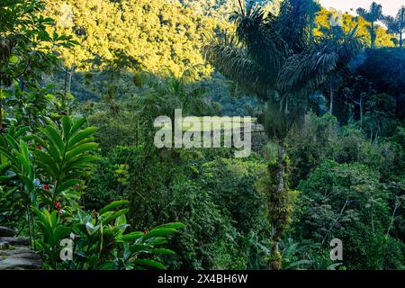 Versteckte antike Ruinen der Tayrona Zivilisation Ciudad Perdida im Herzen des kolumbianischen Dschungels verlorene Stadt Teyuna. Santa Marta, Sierra Nevada Mount Stockfoto
