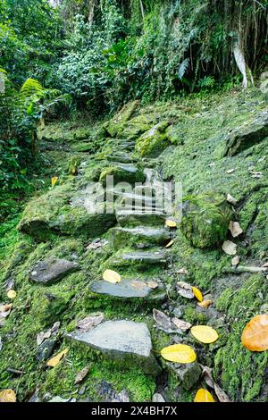 Steintreppen in versteckten antiken Ruinen der Tayrona Zivilisation Ciudad Perdida im Herzen des kolumbianischen Dschungels verlorene Stadt Teyuna. Santa Marta, Sierra Stockfoto