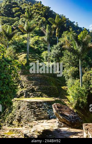 Versteckte antike Ruinen der Tayrona Zivilisation Ciudad Perdida im Herzen des kolumbianischen Dschungels verlorene Stadt Teyuna. Santa Marta, Sierra Nevada Mount Stockfoto