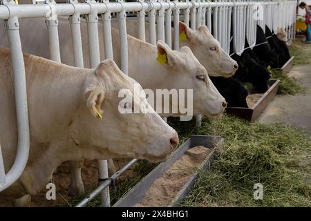 Reinrassige Milchkühe, die im Kuhstall dazwischen stehen und Futter aus Futtermitteln in der Kuhfarm essen. Landwirtschaft Stockfoto