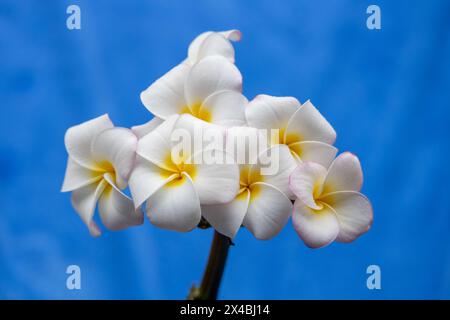 Abstrakte Makroansicht eines Blütenstandes von nebeligen weißen Plumeria (Frangipani) Blüten in voller Blüte, mit blauem Hintergrund Stockfoto