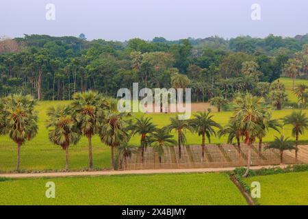 Wunderschönes grünes Reisfeld am Morgen in Khulna Jashore, Bangladesch Stockfoto