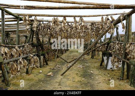 Fischtrocknung auf Holzregalen in der Nähe von Hafnarfjordur, Island Stockfoto