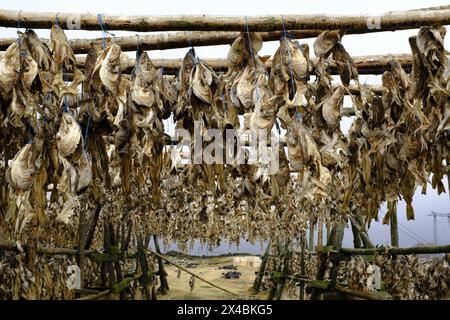 Fischtrocknung auf Holzregalen in der Nähe von Hafnarfjordur, Island Stockfoto