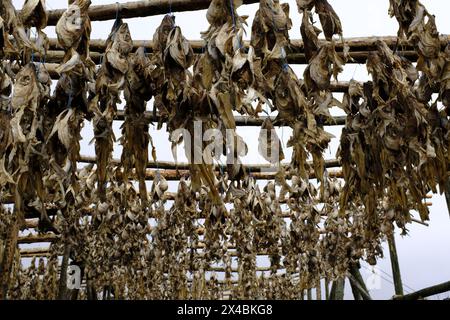 Fischtrocknung auf Holzregalen in der Nähe von Hafnarfjordur, Island Stockfoto