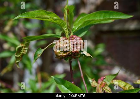 Pfirsichblatt Curl bzw. Taphrina deformans auf Peach Leaf, Rheinland, Deutschland Stockfoto