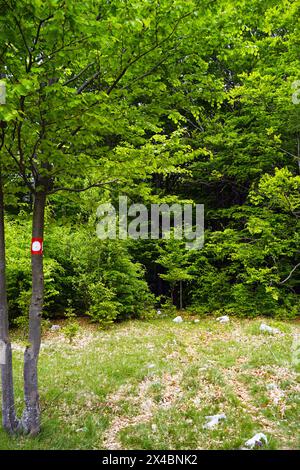 Markierter Wanderweg vor einem Buchenwald: Ein junger Baum mit einer roten und weißen Markierung vor einem Hintergrund von grünem Laub Stockfoto