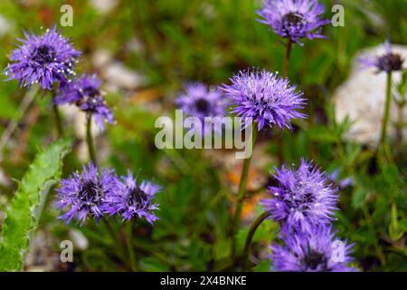Blühende Globularia Nahaufnahme. Flora in den Bergen Montenegros Stockfoto