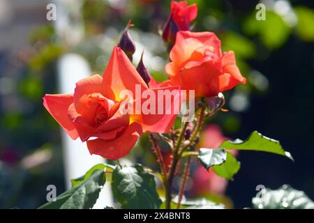 Nahaufnahme von roten Rosenknospen, die sich öffnen. Rosen blühen auf offenem Boden. Stockfoto