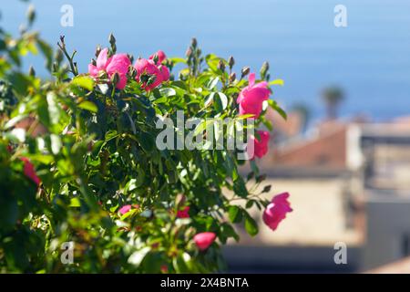 Blühende rosafarbene Kletterrosen in einem Garten an der Mittelmeerküste. Stockfoto
