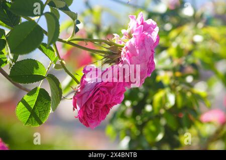 Rosen blühen im Garten - offene Knospen einer rosa Rose mit vielen Blüten, die an einem sonnigen Tag aus nächster Nähe fotografiert wurden. Stockfoto