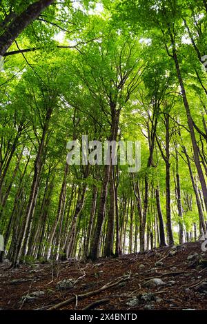 Frühlingslandschaft aus einem Buchenwald - hohe Bäume mit hellgrünem, jungem Laub (Naturpark Orjen in der Nähe von Herceg Novi, Montenegro) Stockfoto
